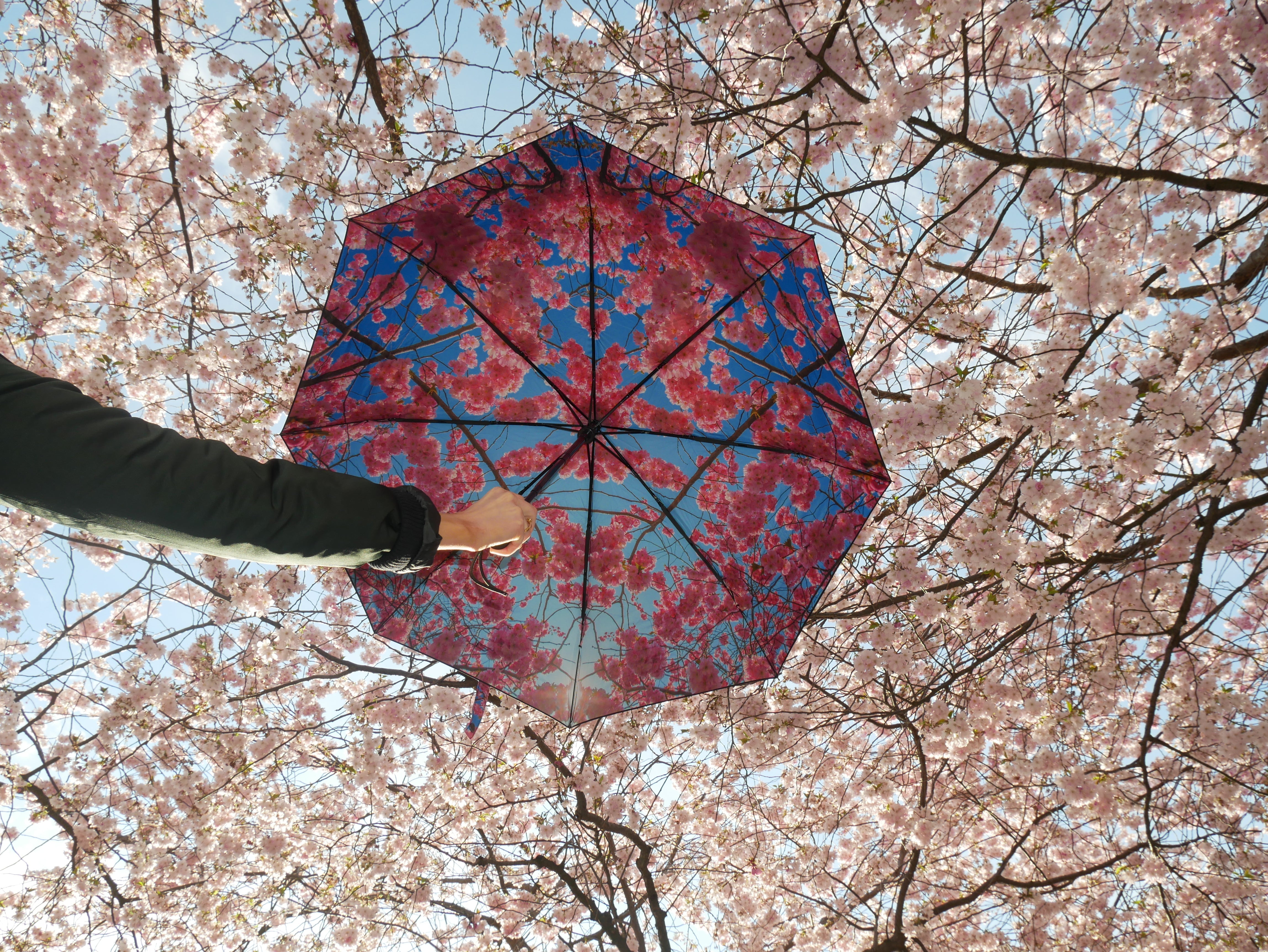 Blossom Under the Cherry Trees with HAPPYSWEEDS' Cherry Umbrella