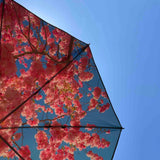 Cherry beach and terrace parasol