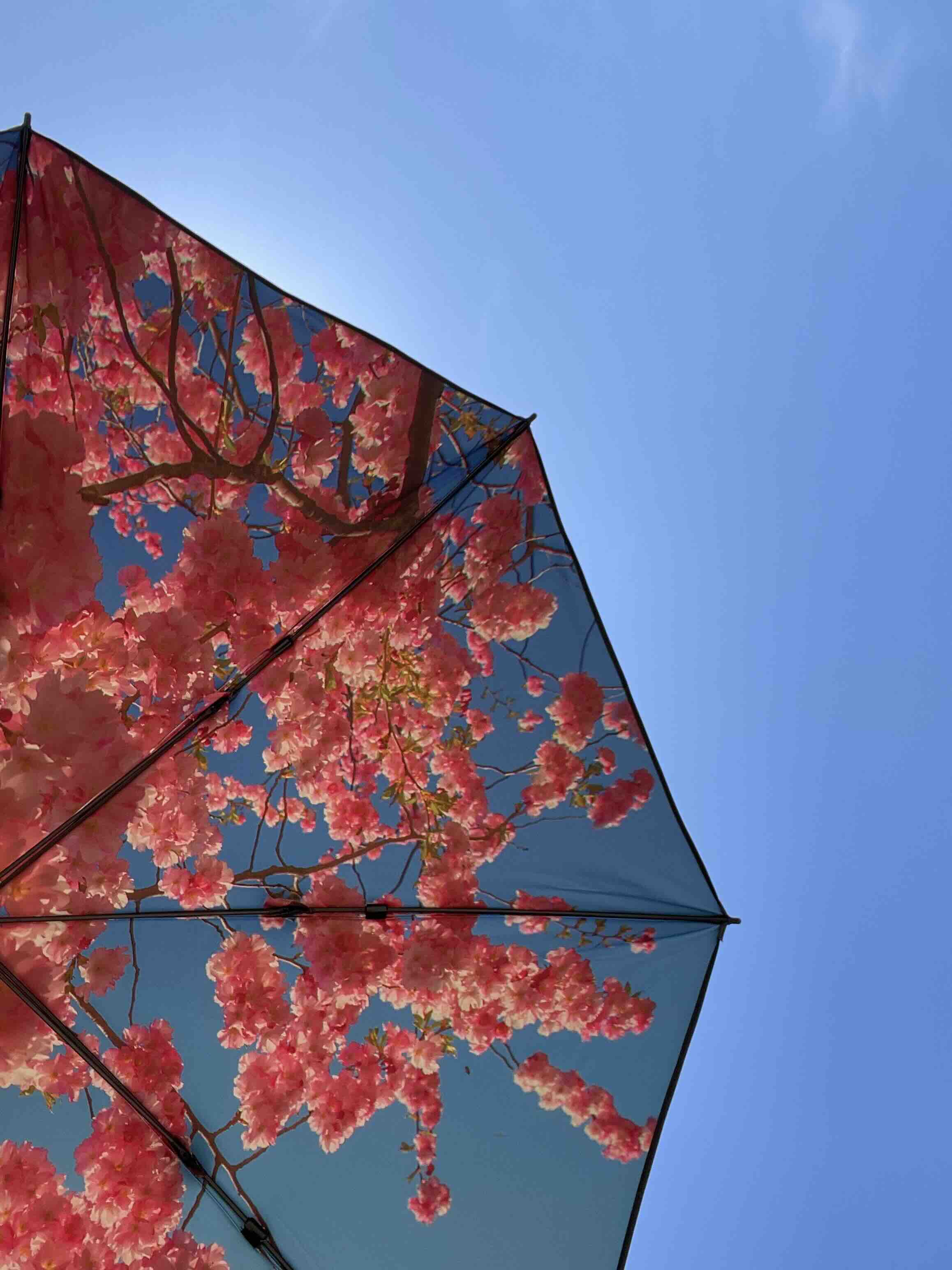 Cherry beach and terrace parasol