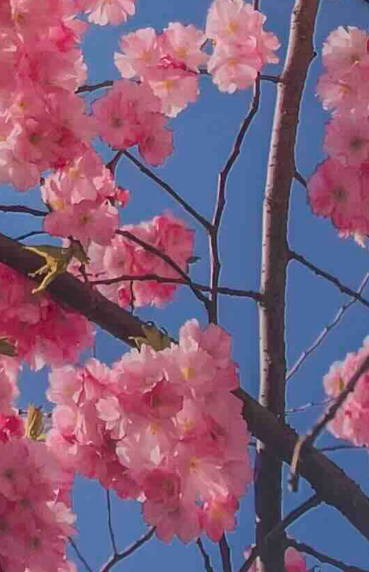 Summer 2025 Parasols – Limited Cherry, Sky Lake & Forest designs