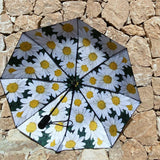 Umbrella Daisy