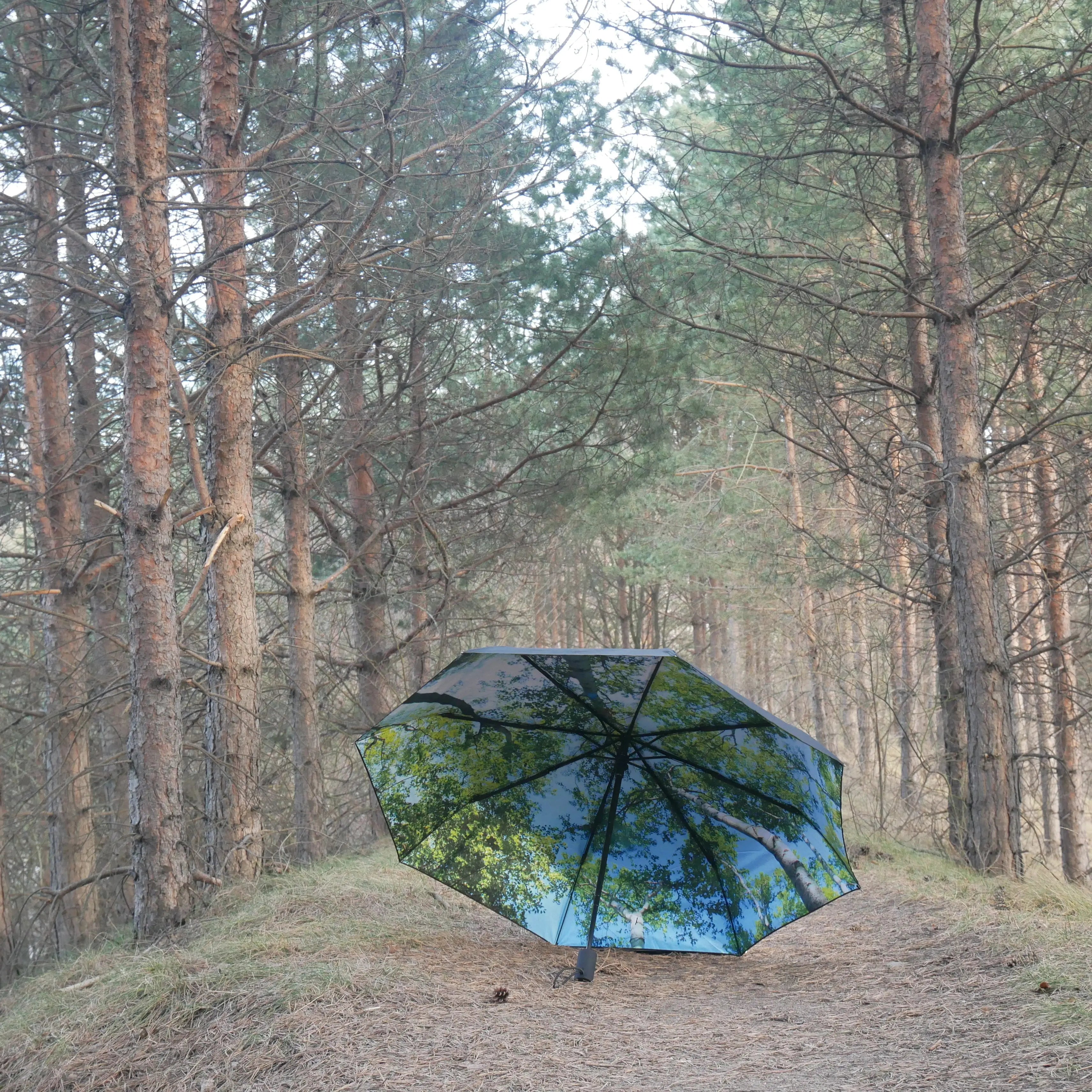 Umbrella Forest